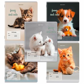 {{photo.Alt || photo.Description || 'Тетрадь 12 л. BRAUBERG косая линия, обложка картон, CATS AND DOGS, 107288'}}