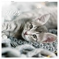 Календарь настенный перекидной на 2025 г., BRAUBERG, 12 листов, 29х29 см, "Милые котики", 116164 116164