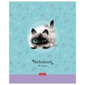 Тетрадь А5 48 л. HATBER скоба, клетка, обложка картон, "Кошарики" (микс в спайке), 075302, 48Т5В1 404481