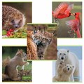 Тетрадь А5, 48 л., HATBER-ECO скоба, офсет №2 ЭКОНОМ, клетка, обложка мелованная бумага, "Дикий мир", 075790, 48Т5D1 404484