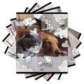 Тетрадь обложка пластик, А5, 48 л., скоба, клетка, ErichKrause, "Dream Cat" (микс в спайке), 54161 405266
